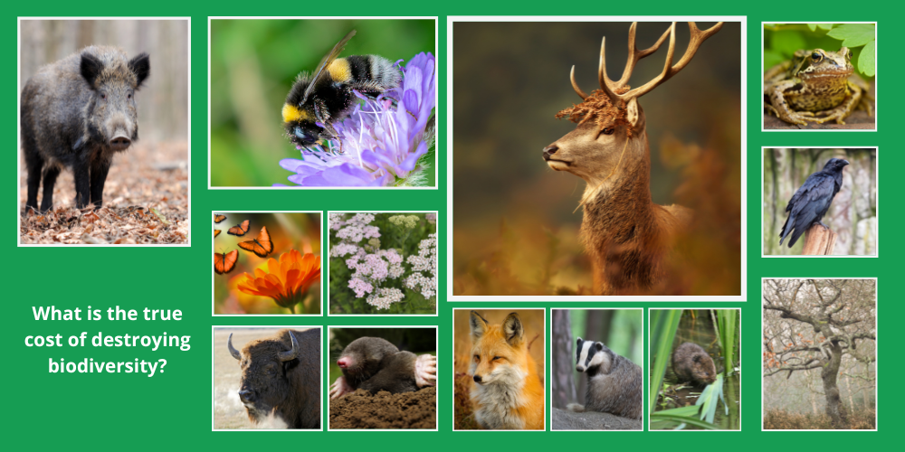 The Value of Nature