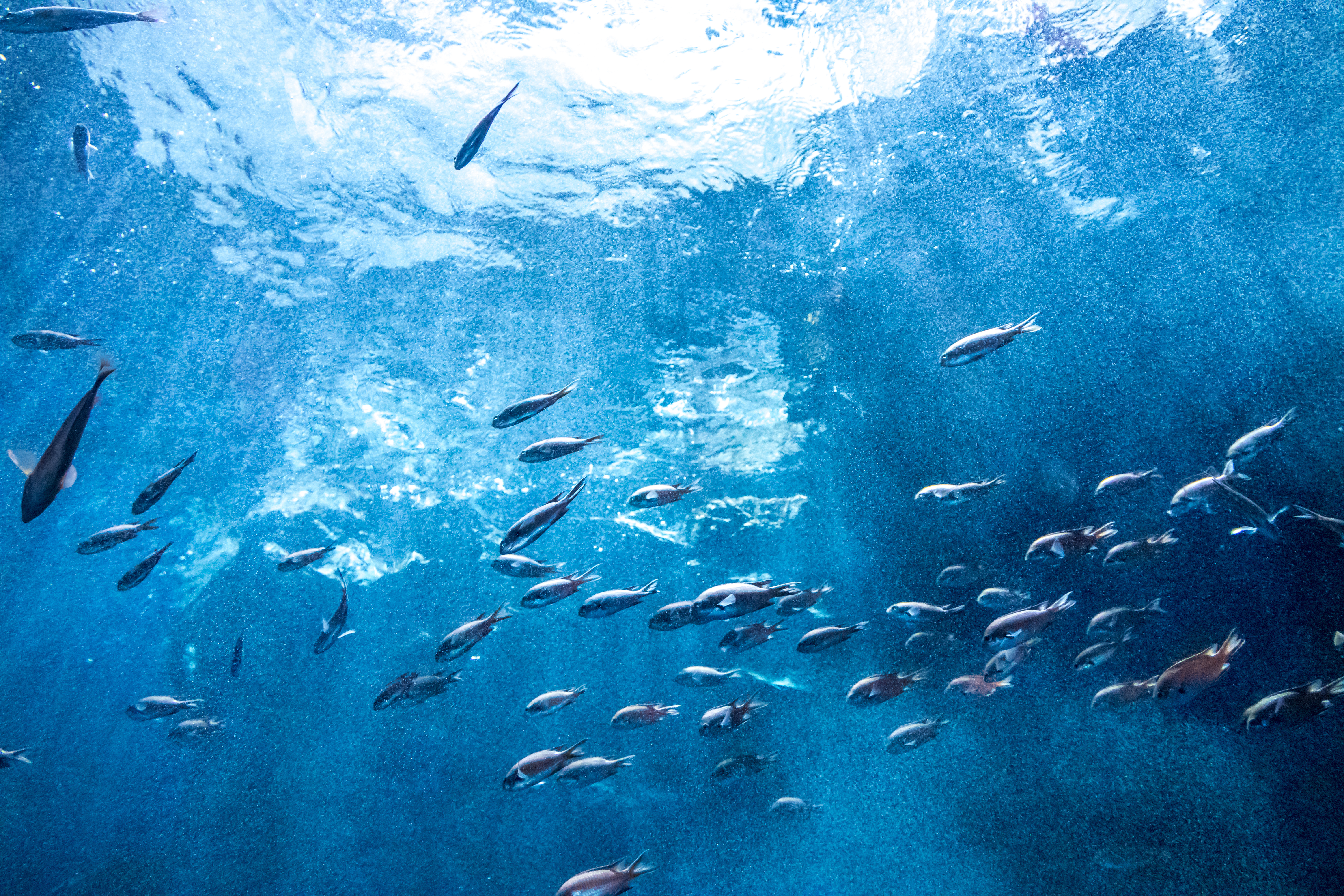 World Ocean Day