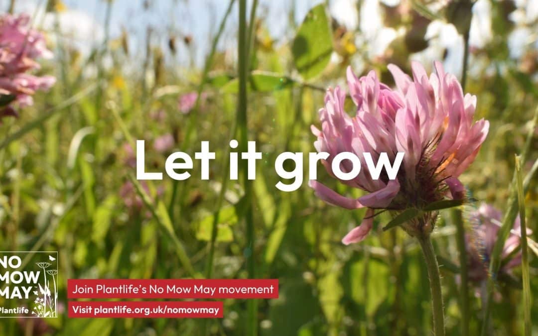 Go Wylde with No Mow May 2024