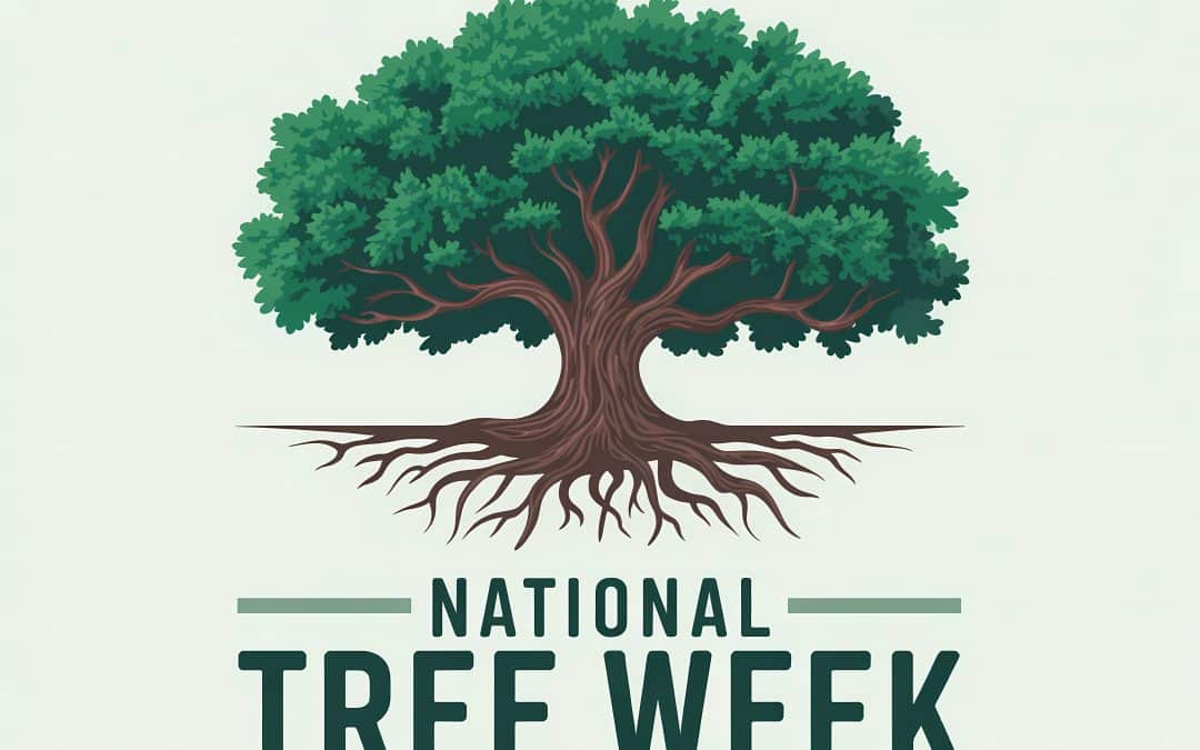 National Tree Week 2025: Putting biodiversity at the heart of responsible business