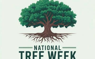 National Tree Week 2025: Putting biodiversity at the heart of responsible business